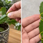 How to Grow New Rosemary Plants from Cuttings