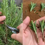 How to Propagate a Christmas Cactus from Cuttings: Easy Step-by-Step Guide
